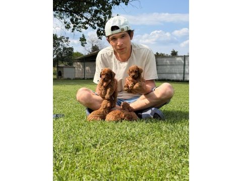 Toy poodle yavrularımız ruhsatlı çiftliğimizden