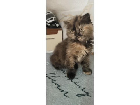 Minik scottish fold yavrularımıza yuva arıyoruz