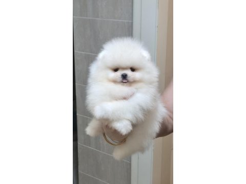 Üst kalite kar beyaz ayıcık yüz pomeranian boo erkek