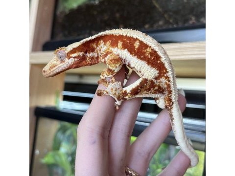 Crested gecko türleri