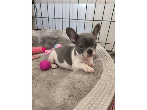 Nadir lilac pied aşılı ped eğitimli french bulldog kızımız