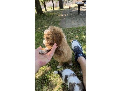 Maltipoo kıvırcık turuncu bebek
