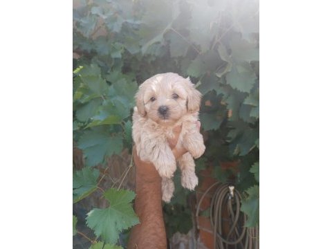 Maltipoo kalite yavrular ırk sağlık garantili