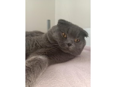 Scottish fold erkek kedimiz