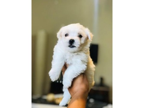 Güzel mi güzel maltipoo
