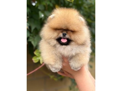 Pomeranian boo yavrumuz
