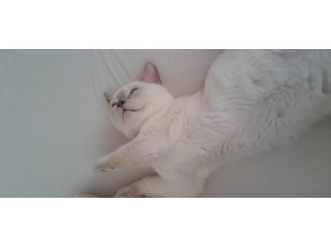 8 aylık british shorthair kedisi