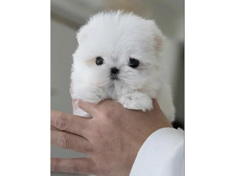 Kore maltese terrier 0 boy leo