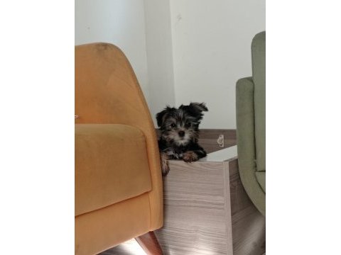 Muhteşem kaliteli yorkshire terrier