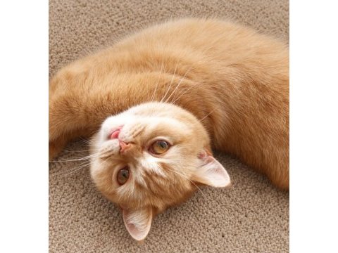 Yetişkin british shorthair red kısır dişi