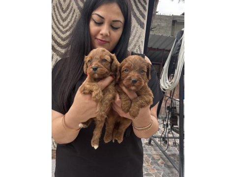 Ufacık koyu renk maltipoo yavrularım