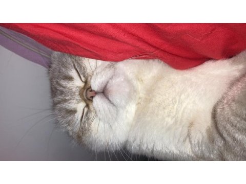 Scottish fold kedimiz