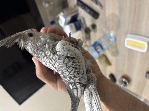 Çok tatlı yavru sultanlar albino ve wf çifti