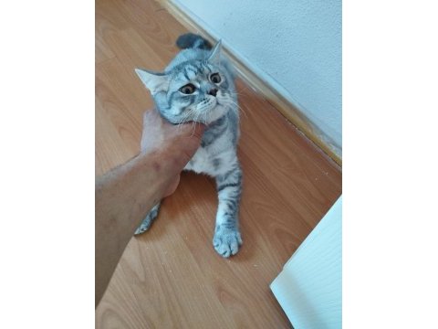 6 aylık british shorthair erkek yavru ilanda