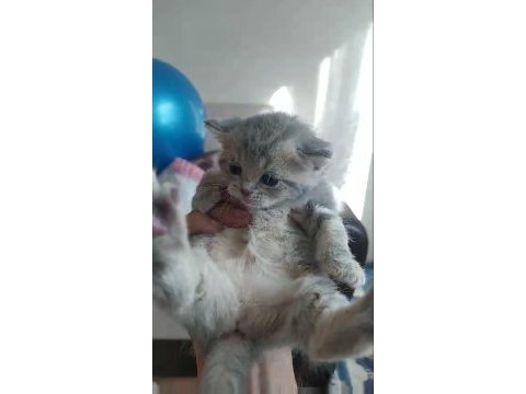 British shorthair