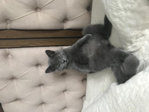 7 aylık british shorthair