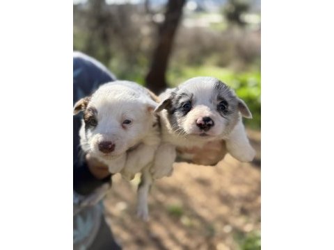 Üreticiden safkan border collie yavrular