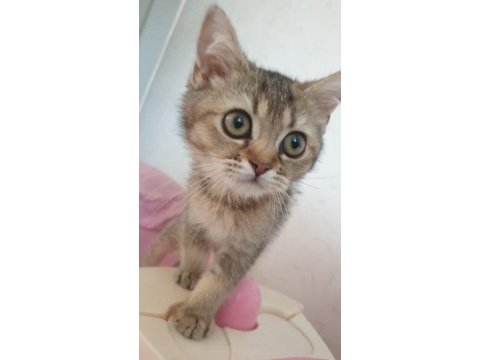 2 buyuk british shorthair
