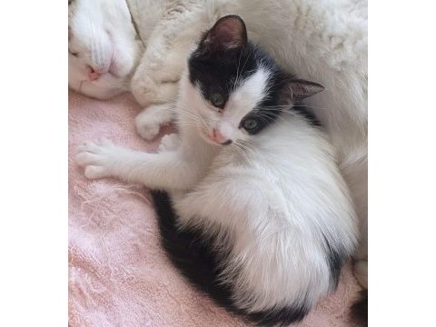 Sımsıcak yüreği olan bir dişi smokin kedi