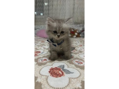 Erkek yavru british longhair