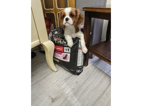 Emsalsiz cavalier king charles yavrularım ev ortamından