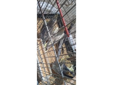 Eğitmelik yavrular ve hazır çift muhabbet kuşları