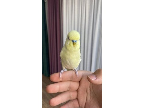 Konuşan muhabbet kuşu elden koldan asla inmez