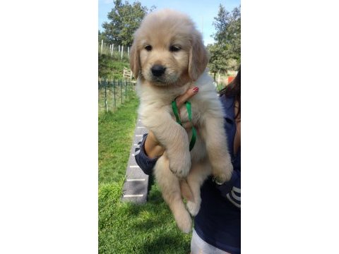 Golden retriever yavruları