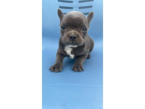 Blue egzotik french bulldog yavrular