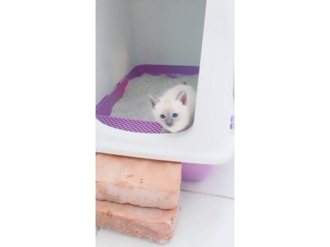 Blue point british shorthair bebekler