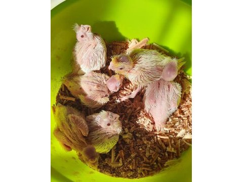 Yavru sultanlar albino