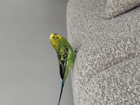 Evcil konuşan bilezikli muhabbet kuşu