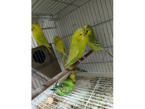 Jumbo muhabbet kuşları