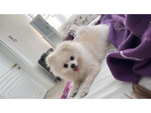 13 aylık erkek pomeranian boo - orjinal ırk aşıları tam