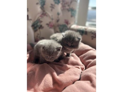 British shorthair yavrularımız yeni yuvasını arıyor