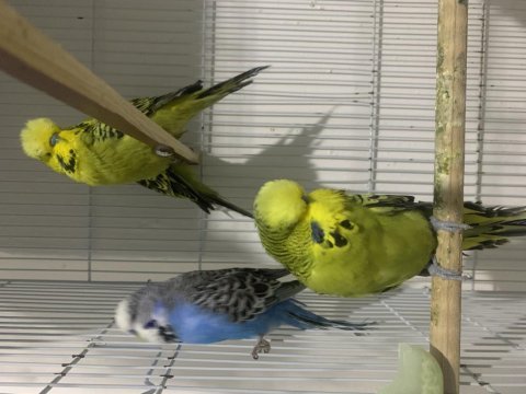 Show jumbo muhabbet kuşu yavrular