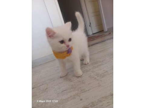 2 aylık pamuk british longhair