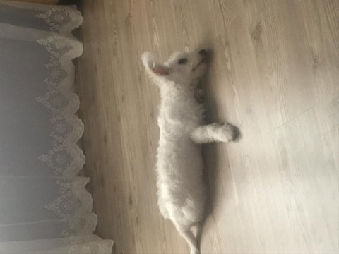 Maltese terrier 4 aylık