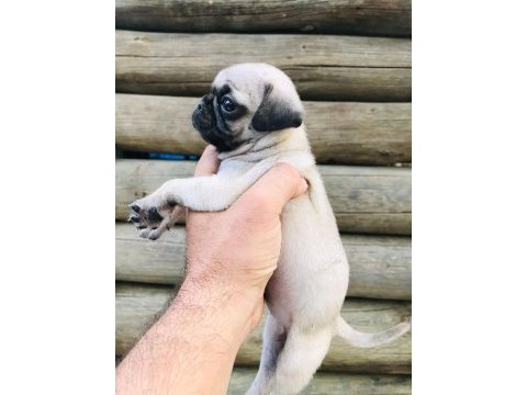 Safkan gül kuyruk pug yavruları