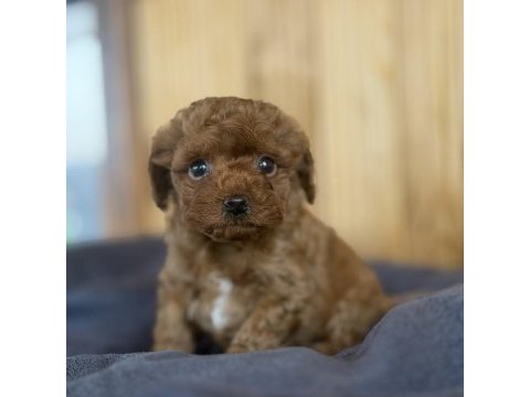 Show kalite poodle yavrularımız