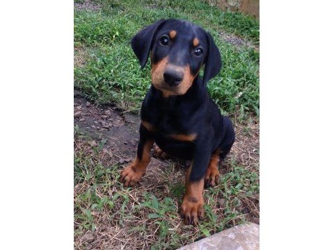 Estetikli ve estetiksiz doberman yavrular