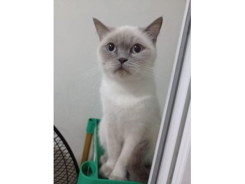 British shorthair kedisi