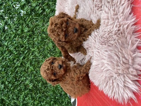 Toy poodle köpeklerimiz