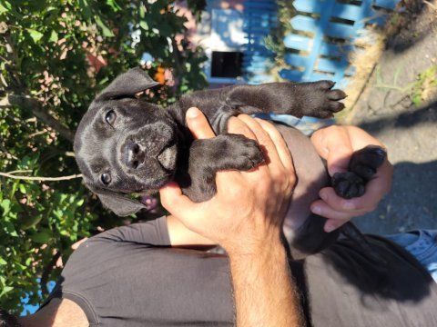 Cane corso