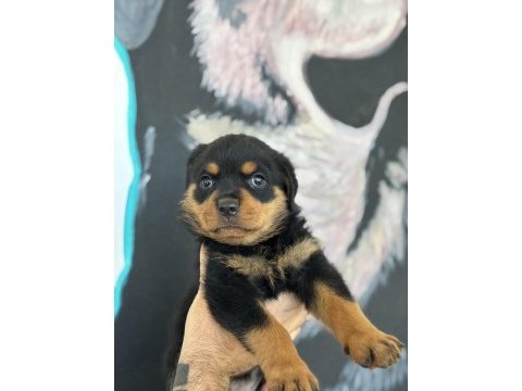 Son rottweiler yavrularım