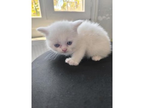 Kedimize çok uyguna vereceğim