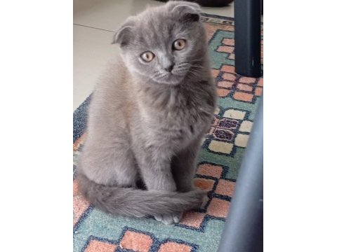 Scottish fold kedisi