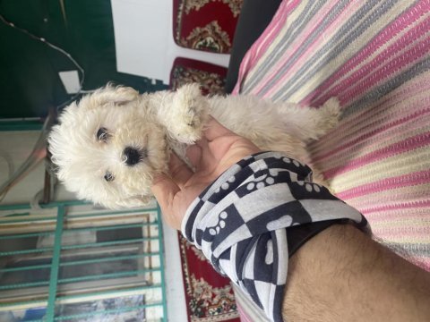 Dünya güzeli maltese bebekler