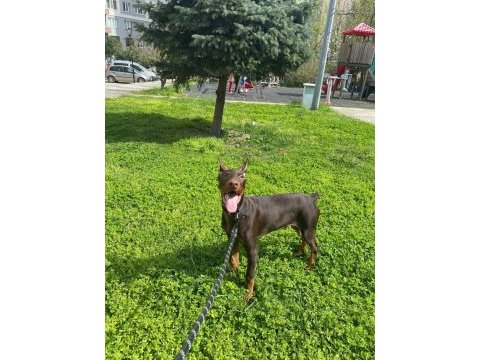 5 aylık yavru estetik kahverengi doberman