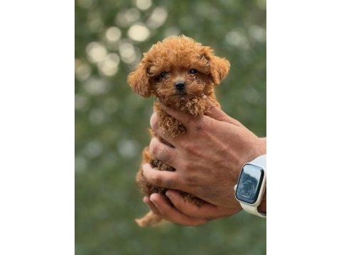 Teacup korea poodle saglık ve kg garantili wc egitimli